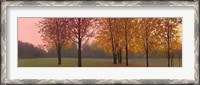 Framed Autumn Dawn, Maples