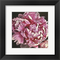 Framed Peony I