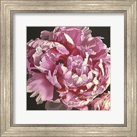 Framed Peony I