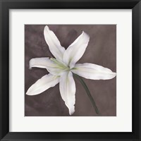 Framed White Lily