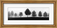 Framed Tree Line