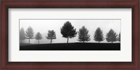 Framed Tree Line