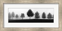 Framed Tree Line