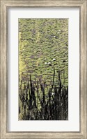Framed Lily Pond I