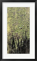 Lily Pond I Framed Print
