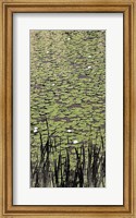 Framed Lily Pond II