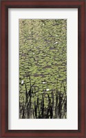 Framed Lily Pond II