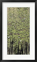 Lily Pond II Framed Print