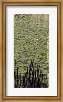 Framed Lily Pond III