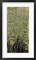 Lily Pond III Framed Print