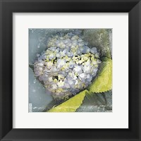 Framed Antique Bloom