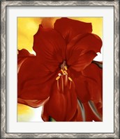 Framed Red Amaryllis, 1937