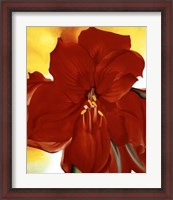 Framed Red Amaryllis, 1937