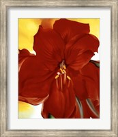 Framed Red Amaryllis, 1937