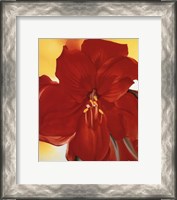Framed Red Amaryllis, 1937