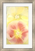 Framed Pink and Yellow Hollyhocks, 1952