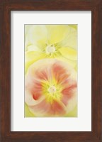 Framed Pink and Yellow Hollyhocks, 1952