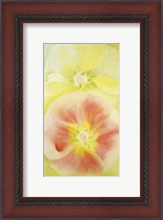 Framed Pink and Yellow Hollyhocks, 1952