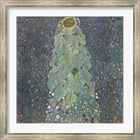 Framed Sunflower, c. 1906-1907