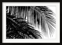 Framed Palms 3
