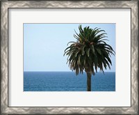 Framed Palm at Moonlight Beach