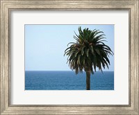 Framed Palm at Moonlight Beach
