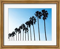 Framed La Jolla Palms