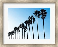 Framed La Jolla Palms