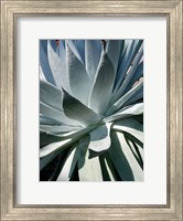 Framed Cactus 1