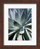 Framed Cactus 1
