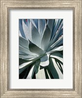 Framed Cactus 1