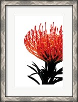 Framed Orange Protea 1