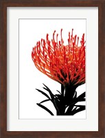 Framed Orange Protea 1
