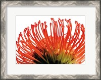 Framed Orange Protea 2