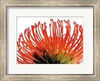 Framed Orange Protea 2