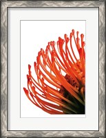 Framed Orange Protea 4