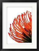 Framed Orange Protea 4