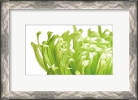 Framed Green Bloom 1