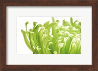 Framed Green Bloom 1