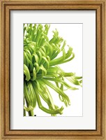 Framed Green Bloom 2