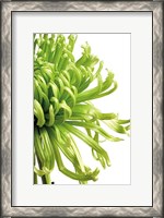 Framed Green Bloom 2
