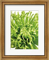 Framed Green Bloom 5