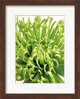 Framed Green Bloom 5