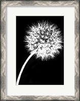 Framed Dandelion Tilt