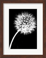 Framed Dandelion Tilt