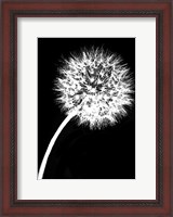 Framed Dandelion Tilt