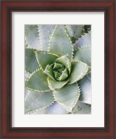 Framed Cactus 3
