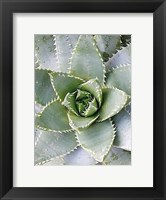 Framed Cactus 3