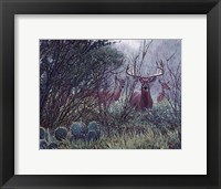 Framed Lone Star Whitetail