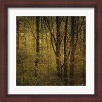 Framed Fog in Mountain Trees No. 2